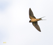 Barn Swallow